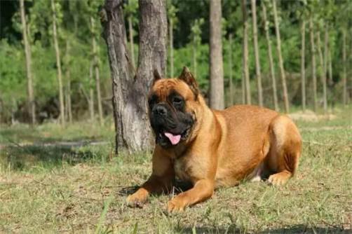 卡斯罗犬vs视频直播，当猛犬走进镜头，流量背后的真相与温度